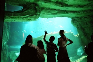 L'univers d'un aquarium à Paris.