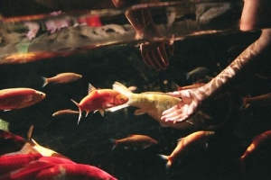 Un groupe de poissons colorés à Paris