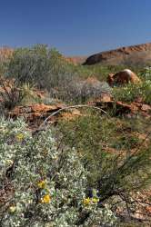 Paysage d'Alice Springs