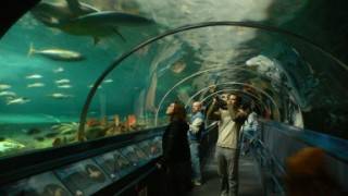 aquariums géants de Sydney