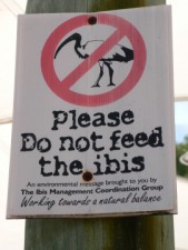 Attention aux ibis !