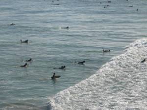 Hordes de surfeurs attendant les vagues
