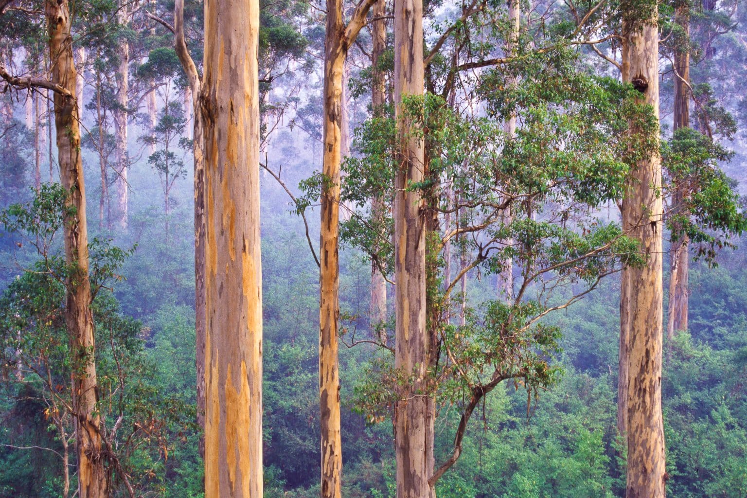 les-for-ts-d-eucalyptus-g-ants-en-australie-trvlr