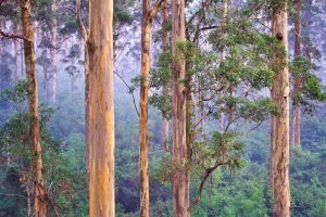 Fôret d'eucalyptus de type "Karri", en Australie occidentale