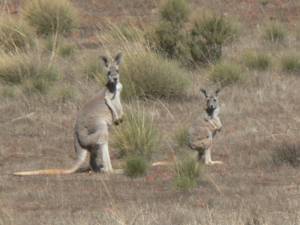 Des kangourous au pied de votre tente tous les matins
