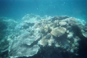 barrière de corail - coraux