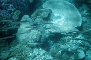 fonds marins - barrière de corail