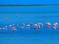 Cayo Coco - Flamants roses