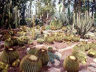 Cactus du jardin du curé d'Elche
