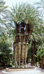 Le palmier impérial