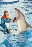 Au contact des dauphins