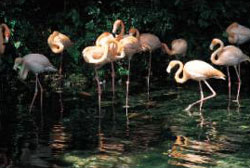 Le flamand rose, habitant du Parc Le flamand rose, habitant du Parc