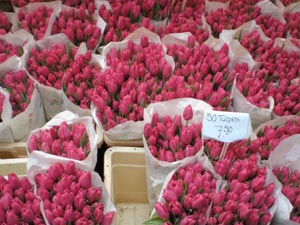 tulipes de toutes les couleurs - marché aux fleurs
