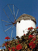 Mykonos, moulin et roses