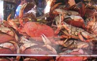 crabes de San Francisco