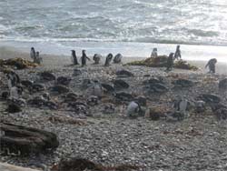Pingouins sur le détroi de Magellan