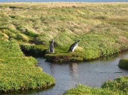 Les pingouins du Seno Otway
