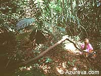 Jungle