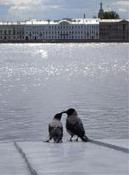  deux corbeaux s&rsquo;embrassent sur les bords de la Néva&hellip; 