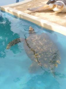 Tortues - Tortue caouanne