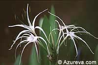 Plante à fleurs - Lily araignée de plage