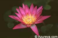 Lotus sacré - Plante aquatique