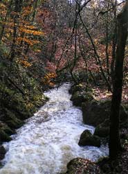 Dans le Glen Fairy, en automne, la forêt se couvre de ses plus beaux atours.