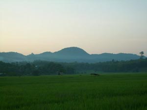 paysage de rizière, près de Chiang Rai au sud paysage de rizière, près de Chiang Rai au sud
