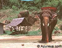 Éléphants d'Afrique - Éléphant indien