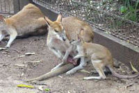 Visite guigée au parc botanique et zoologique de Sydney Featherdale