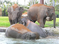 Cinq nouveaux éléphants d'Asieau parc deTaronga