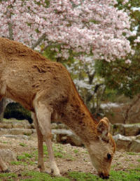 kyoto-and-nara-day-tour-including-golden-pavilion-and-todaiji-temple-in-osaka-2