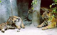 Observer les tigres dans leur milieu naturel à Pattaya
