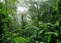Une forêt tropicale du Costa Rica, San José