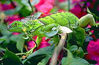 L'Iguana, une espèce endemique de Belize