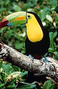 La faune colorée au Belize Zoo