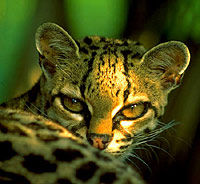 Le Margay ou «chat-tigre» au Zoo au Belize
