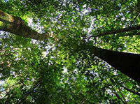 Visite de la forêt tropicale Combo de Buena Vista, Costa Rica