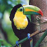 Flore et faune locales du Costa Rica