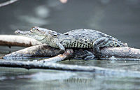 Des crocodiles de Costa Rica