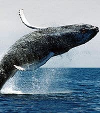 Un spectacle de baleines à Boston