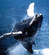 croisi-re-d-observation-des-baleines-boston-whale-watching-cruise-in-boston-2