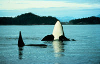 Les baleines de Vancouver
