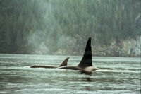 Une croisière d'observation des baleines, Vancouver