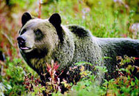 Un ours grizzly dans un habitat naturel