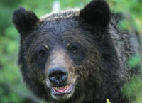 Découvrez les ours grizzlis à Banff
