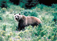 Les animaux dans le parc national de Banff