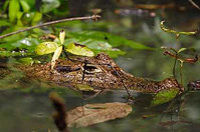 Crocodile dans la Jungle du Coste Rica