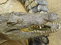 Les crocodiles de Costa Rica