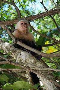 Des espèces de singes dans le Parc à Costa Rica